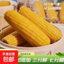 东北 黄糯玉米 120-160g 6根 真空包装