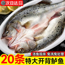 卖鱼七郎 鲈鱼新鲜开背海鲈鱼鲜活冷冻白蕉七星深海水产烤鱼半成品商用海鲜