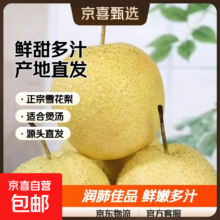 赵县雪花梨 正宗河北产地直发 新鲜水果 带箱9斤净重8.2斤 单果150g起