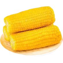 开源保丰 东北黄糯玉米 真空包装 头茬黄糯玉米200g*8支 净重1.6kg