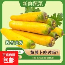 新疆冰糖心金黄胡萝卜水果萝卜新鲜蔬菜手抓饭直播间 黄胡萝卜 含箱500g