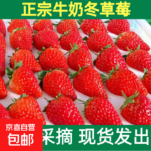 堇色 奶香草莓 高山种植 纯甜可口 2.5斤带箱 净重1000g 单果15g+