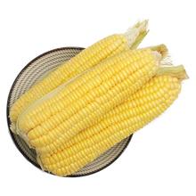 京鲜生 新鲜 甜玉米 黄糯玉米棒220g×8根 1kg