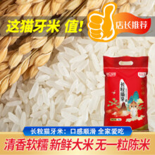 包公故里 猫牙米 丝苗米 新米 南方籼米 长粒米 5kg 编织袋装