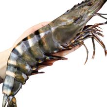 东上御品 黑虎虾 大号 净重2斤*3件 16-18cm 鲜活海鲜