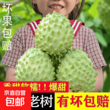 京喜 云南高山牛奶凤梨释迦果 番荔枝摩尼果 净重3斤 单果250G+