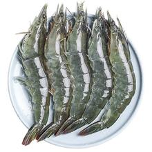 青岛大虾鲜活特大号基围虾 1500g 10-12cm