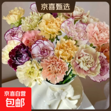 多色康乃馨 10支