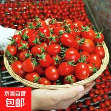 广西红色圣女果 小番茄 自然成熟 酸爽美味 带箱5斤净重4.5斤 单果6g+
