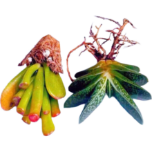 办公室桌面绿植盆栽 吸财树+元宝