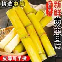 粤迎云南黄金甘蔗源头直发脆甜多汁应季新鲜甜杆水果现砍中段果9斤