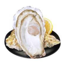 年货节:鲜海道 鲜活乳山生蚝3XL 净重5斤 13-17只生鲜海鲜贝类源头直发年货送礼