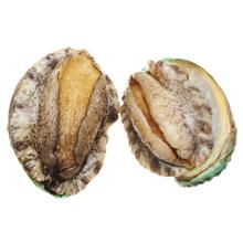 鲜京采 鲜活鲍鱼1斤（10-12只）保活到家 佛跳墙原料 源头直发 年货