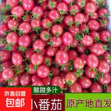 广西新鲜千禧圣女果小番茄现摘现发多汁水果适合孕妇食用 1斤