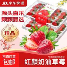 京喜 天仙醉草莓4盒/箱【（单果12g+）