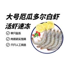 青岛鲜活速冻基围虾盐冻特大青虾 1500g 30/40规格 16-18cm