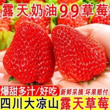 再降价：晟容果蔬红颜草莓奶油99草莓多场地次日达四川大凉山草莓新鲜水果年货 整箱2斤精选装SSS级商超果15-20g净重1.2斤