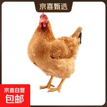 九华山 黄油老母鸡 单只2~2.3斤