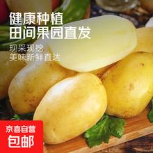 京喜 河南 黄皮黄心土豆 2斤 中果