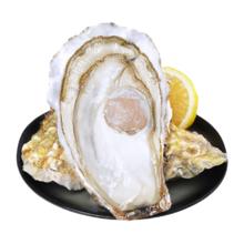 年货节:鲜海道 鲜活乳山生蚝3XL 净重5斤 13-17只生鲜海鲜贝类源头直发年货送礼