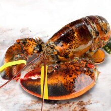 北海湾 波士顿龙虾 400-500g 1只装
