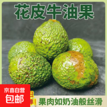 三人团：云南哈斯花皮牛油果 新鲜鳄梨大果 130-160克 4枚