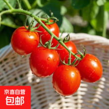 京喜加 广西正宗圣女果露天樱桃小番茄即食水果小柿子 新鲜 带箱4斤 净重3.5斤