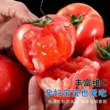 京喜加 正宗沙瓤西红柿水果番茄 自然熟新鲜蔬菜生鲜 减肥单果80g起 2斤带箱