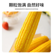 珍谷诱惑 黄糯玉米棒 12支 单支180g以上 粗粮代餐零食