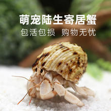 萌宠陆生寄居蟹活体～好养易活 桌面萌宠 淡水观赏蟹螃蟹儿童礼物