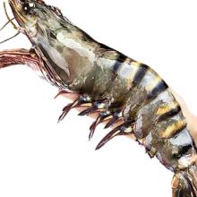 北海湾 高品质活冻黑虎虾 21-23cm 1000g(净重) 冰鲜印度海虾盒装