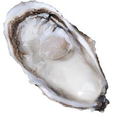 鲜海道 生蚝 鲜活乳山牡蛎贝类 源头直发 5XL-净重5斤
