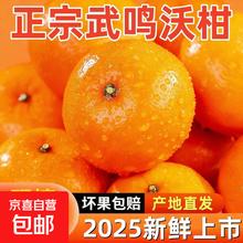 新鲜广西武鸣县老树沃柑 当季水果 香甜皮薄 满满维C 带箱9斤（55+）
