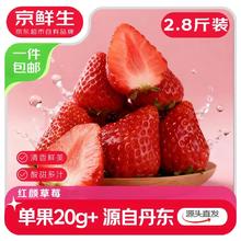 京鲜生 丹东99红颜奶油草莓净重2.8斤单果20g+ 源头直发包邮