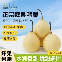 梨乡水城河北水晶精品鸭梨精品大果带箱5斤