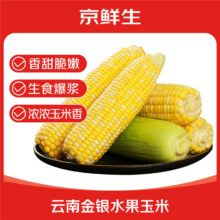 京鲜生 云南金银水果甜玉米 5斤单果300g+ 源头直发