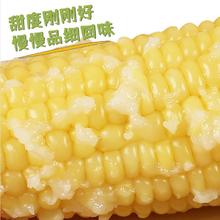 京鲜生 东北白糯玉米250g*10棒 新鲜甜糯玉米棒真空包装粘玉米 源头直发