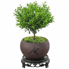 八芽 小叶赤楠盆景 舍得紫砂盆+苔藓+底座 老桩室内绿植