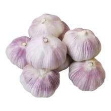 大蒜头 紫蒜 蔬菜调料 新鲜大果 5头装 150g 精品网兜装