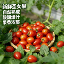 广西露天圣女果樱桃小番茄即食水果西红柿 新鲜蔬菜 应季 整箱批发 带箱1斤