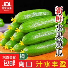 水果黄瓜 无刺即食生鲜蔬菜 1斤