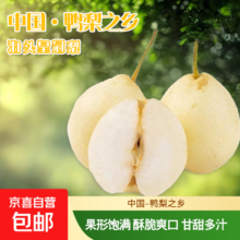 鸭梨 河北泊头 鸭梨之乡 4.5斤带箱 净重4斤 单果200g+