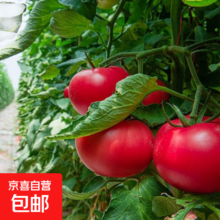 普罗旺斯番茄种子 荷兰进口 一包约300粒 四季种植 高产口感好
