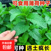 食用薄荷种子 香柠檬薄荷 多年生阳台盆栽驱蚊 1包约300粒