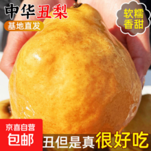 京喜加 烟台中华丑梨 太婆蜜梨 软梨子 甜糯多汁 新鲜水果 整箱1斤2-4粒