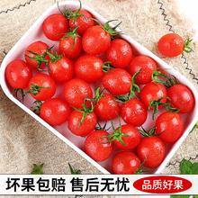 再降价：粤迎圣女果小番茄 5斤 精选果 单果8g+ 净4.5斤 现摘现发