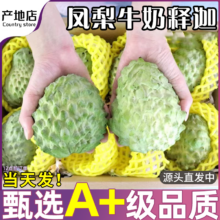 再降价：春福乐 凤梨释迦果 3斤装 精品100g+ 净2.5斤