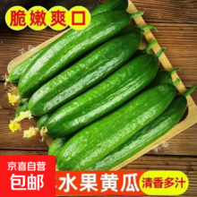 京喜加 东东买菜 寿光小黄瓜 荷兰黄瓜 新鲜蔬菜 生吃低卡减脂 1斤
