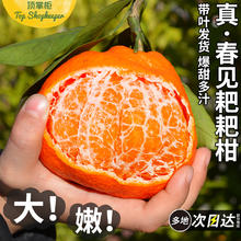 顶掌柜 春见耙耙柑 9斤 80-85mm 老树特大果 颗颗甄选