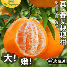 顶掌柜 春见耙耙柑 9斤 80-85mm 当季新鲜特级品质